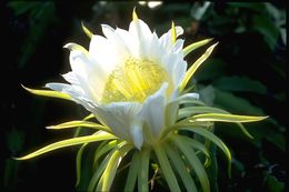 Imagem de Hylocereus undatus (Haw.) Britton & Rose