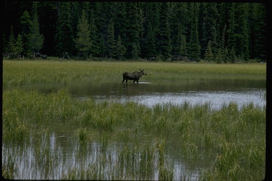 Image of North American Elk