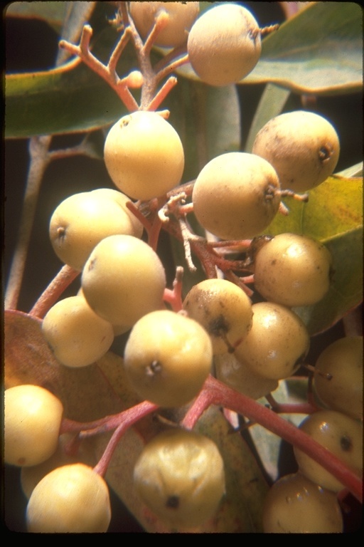 Image of brown dogwood