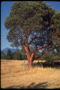 Arbutus menziesii Pursh resmi