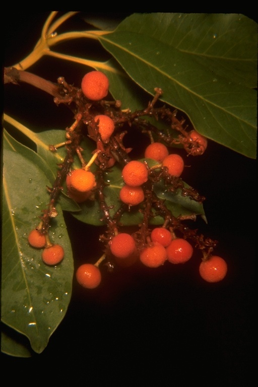 Image of Pacific madrone