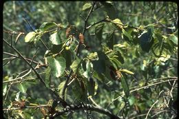 Image of Black birch