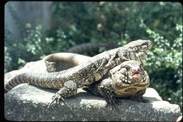 Image of Argentine Black and White Tegu