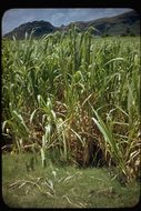 Image of sugarcane