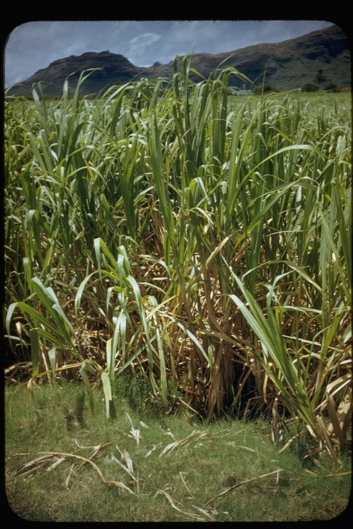 Image of sugarcane