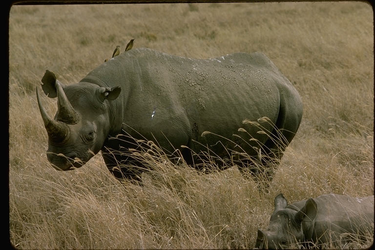 Image of Black Rhinoceros