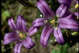 Plancia ëd Brodiaea elegans Hoover