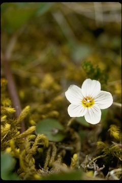 Imagem de Claytonia arctica Adam