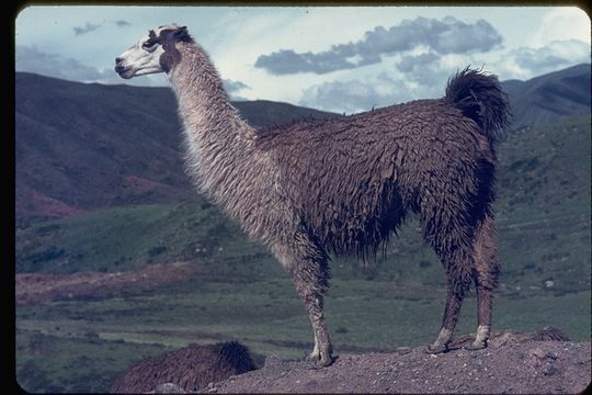 Image of llama