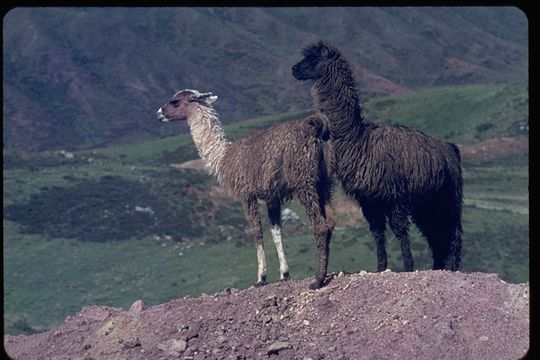 Image of llama