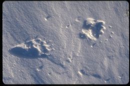 Image of grizzly bear