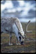 Image of Svalbard reindeer