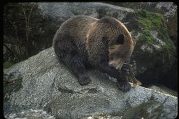 Image of American Black Bear