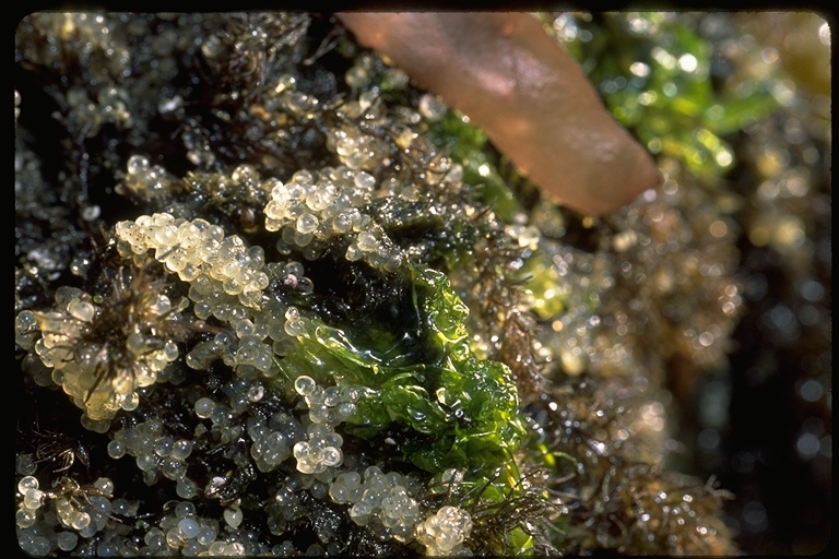 Image of Pacific herring