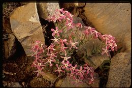 Image of cold-desert phlox