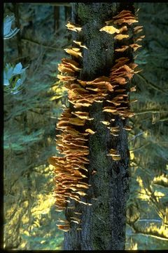 Image of Bracket Fungus