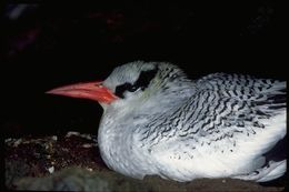 Image of Red-billed Tropicbird