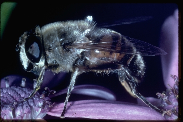 Image of flower flies