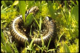 Image of millipedes