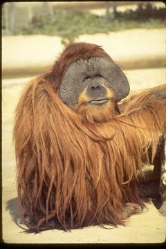 Image of Bornean orangutan