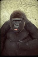 Sivun Gorilla gorilla gorilla (Savage & Wyman 1847) kuva