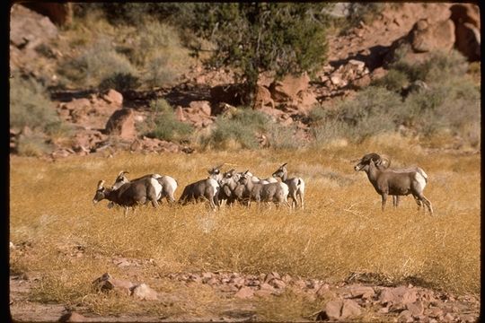 Image of bighorn sheep