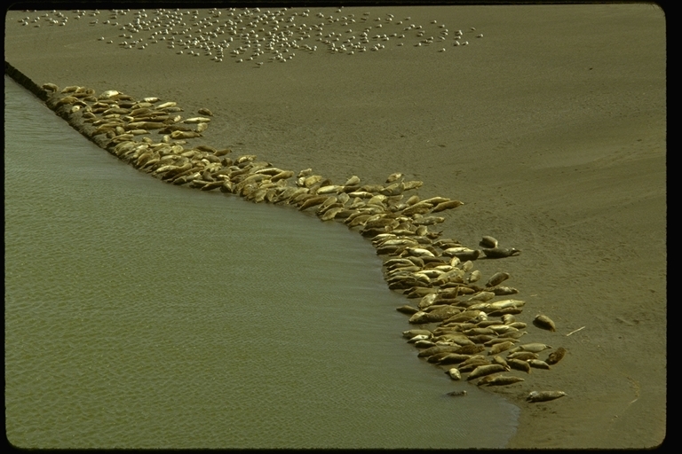 Image of California Sea Lion