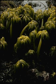 Image of Postelsia palmaeformis