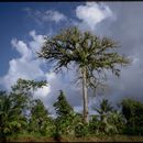 İpek pamuk ağacı resmi