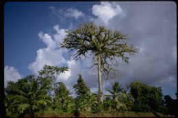 Image of kapoktree