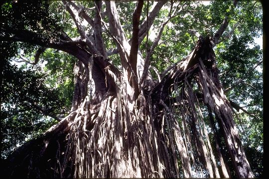 Image of Caroline banyan