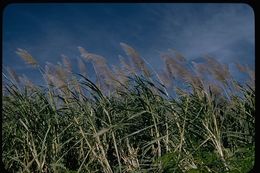 Image of sugarcane