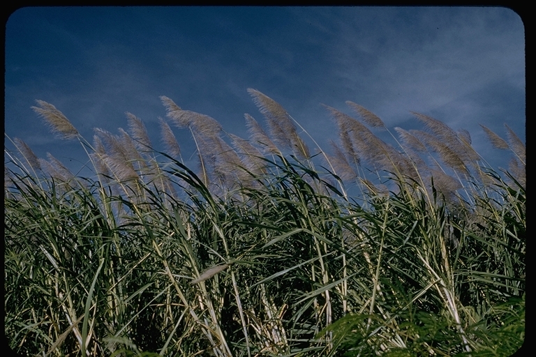 Image of sugarcane