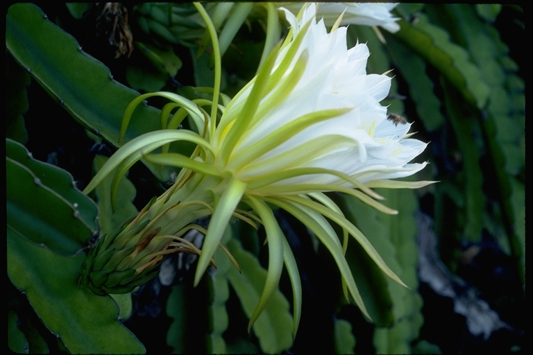 Imagem de Hylocereus undatus (Haw.) Britton & Rose