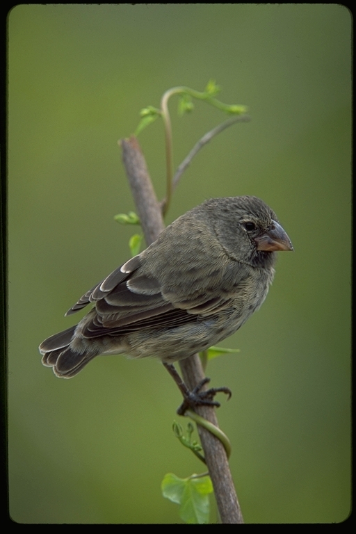 Image of Medium Ground Finch