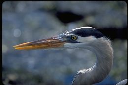 Image of Great Blue Heron