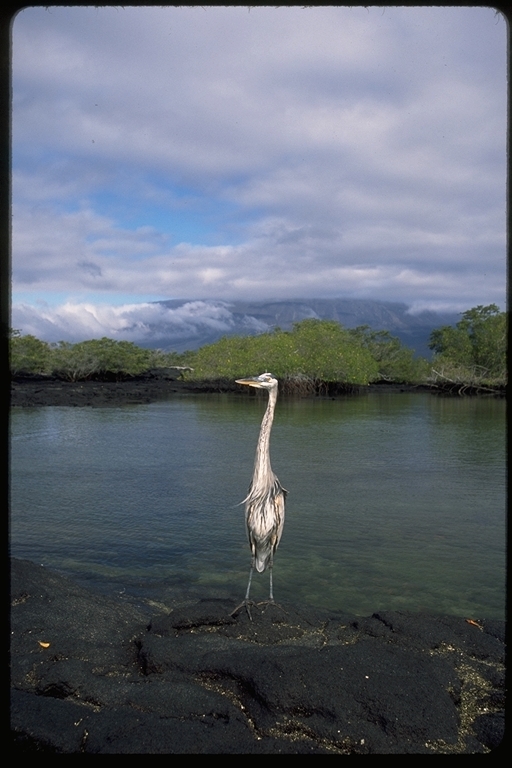 Image of Great Blue Heron