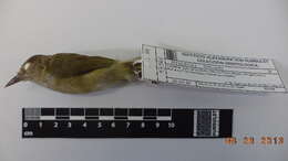 Image of vireos