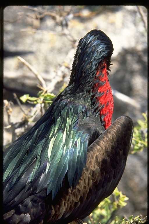Image of Great Frigatebird