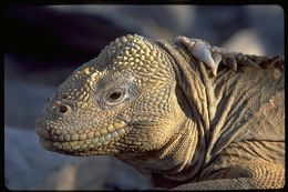 Image de Iguane terrestre de l'île Santa Fe