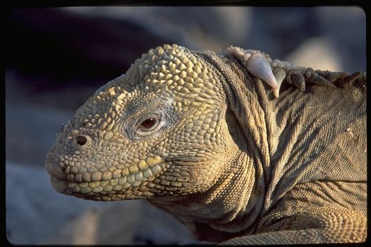 Image of Santa Fe Land Iguana