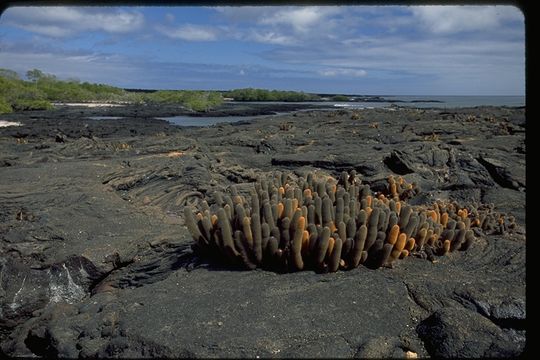 Image of Lava Cactus