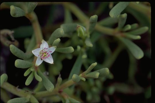 Image of Galapagos carpetweed