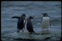 Image of Gentoo Penguin