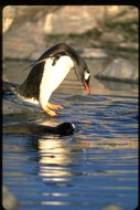 Image of Gentoo Penguin