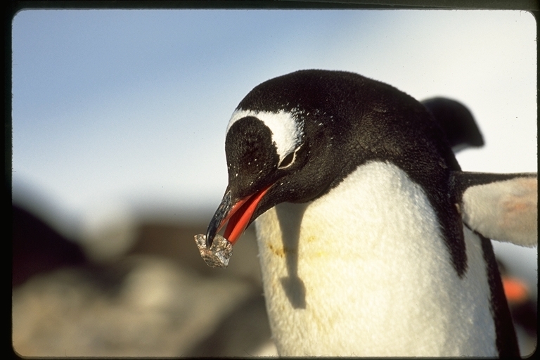 Image of Gentoo Penguin