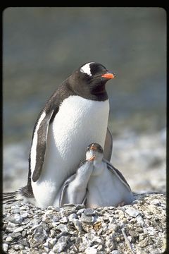 Image of Gentoo Penguin