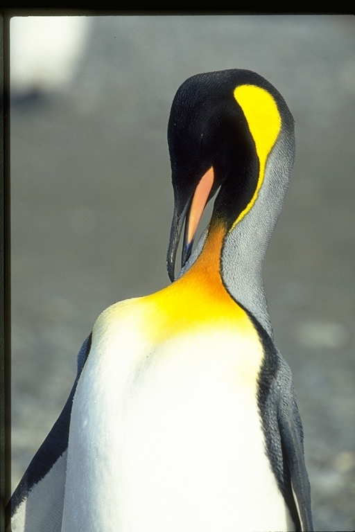 Image of King Penguin