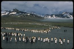 Image of King Penguin