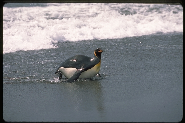 Image of King Penguin